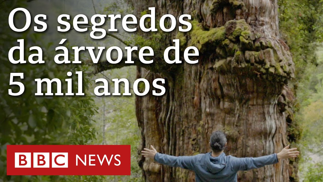 A árvore de 5 mil anos na Patagônia que traz pistas sobre clima da Terra
