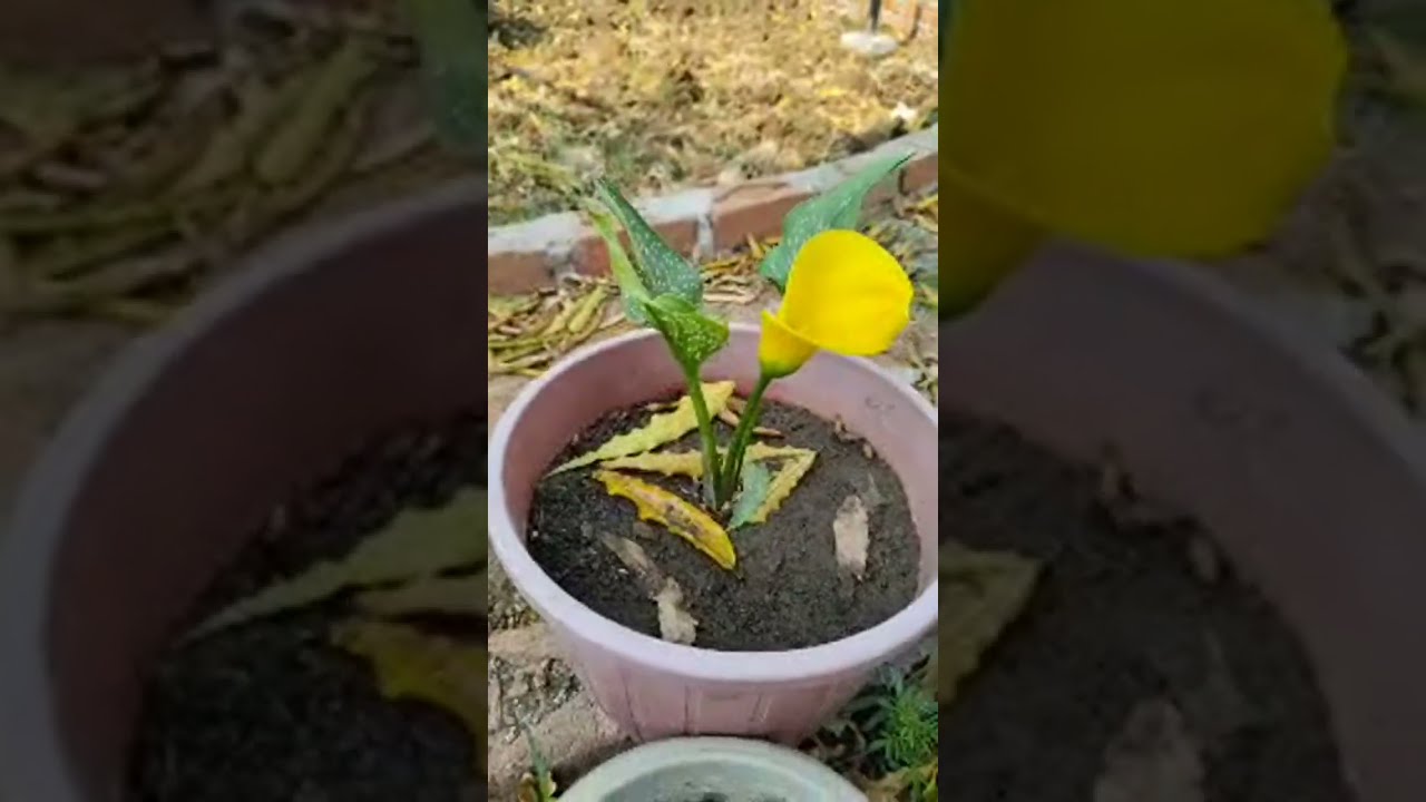 🌲🌺gardening time #livestream #utubeshorts #ytshorts #seema green world #live