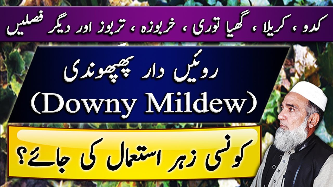 How to control Downy mildew in Cucurbits | Crop Reformer