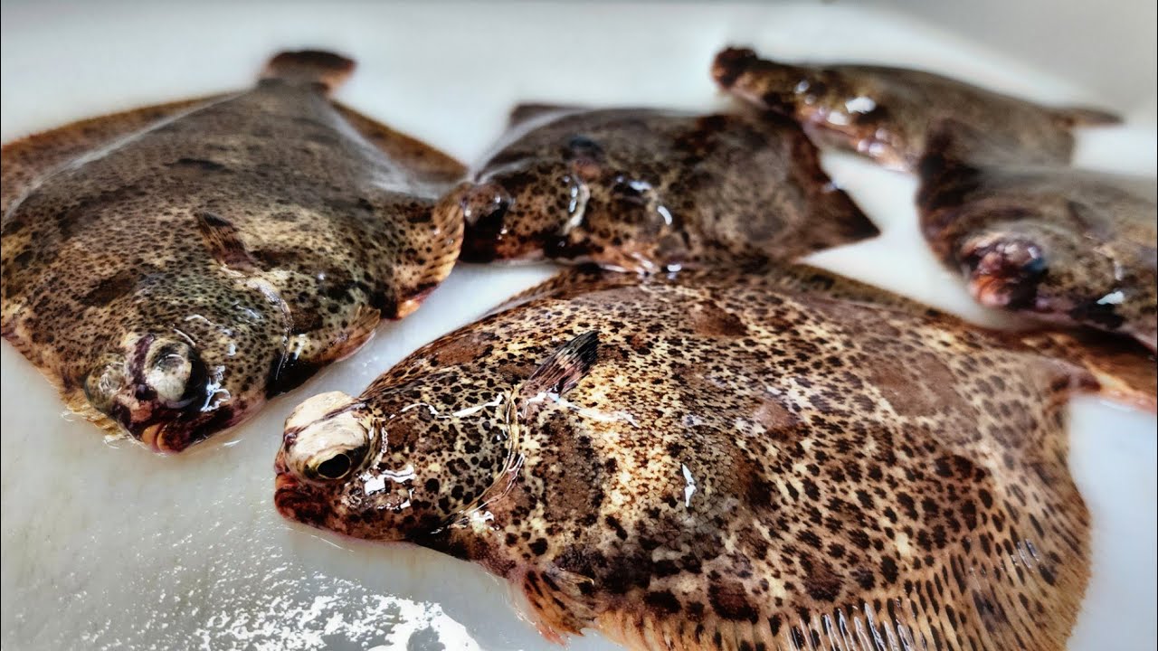 finespotted flounder / ridged-eye flounder , amazing cutting techniques , easy peel sashimi