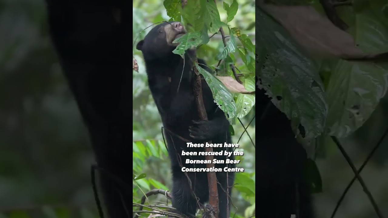 Bornean sun bear rescue and rehabilitation centre #shorts #wildlife #animals #nature