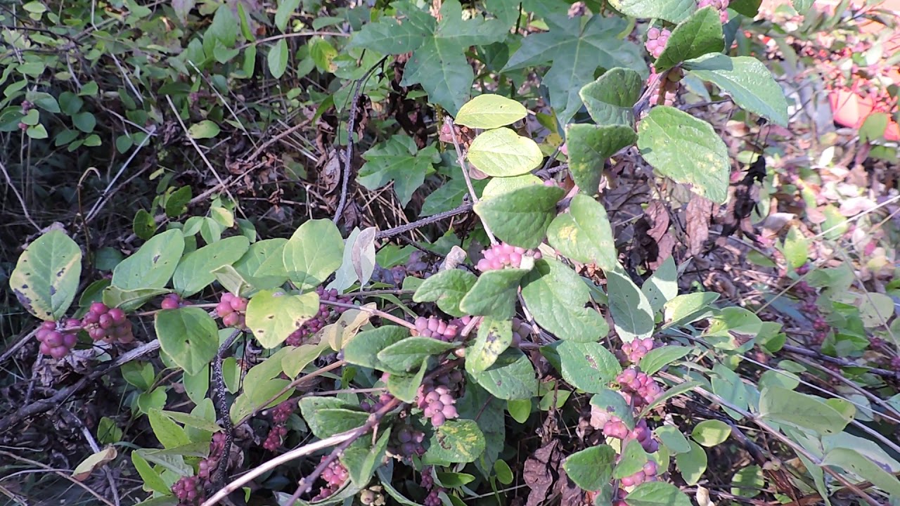 Capital Naturalist: Coralberry