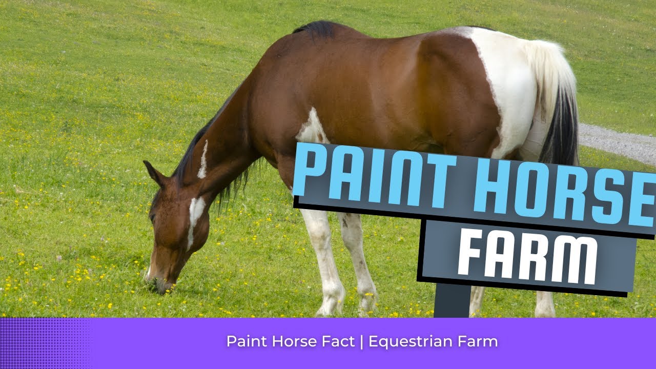 Paint Horse Equestrian Farm Breeding American Paint Horse 