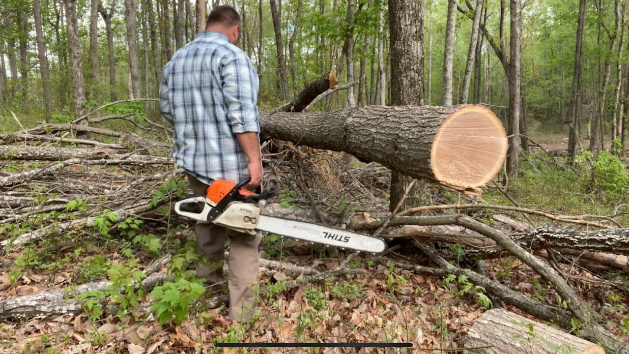 Firewood harvesting from a big downed red oak