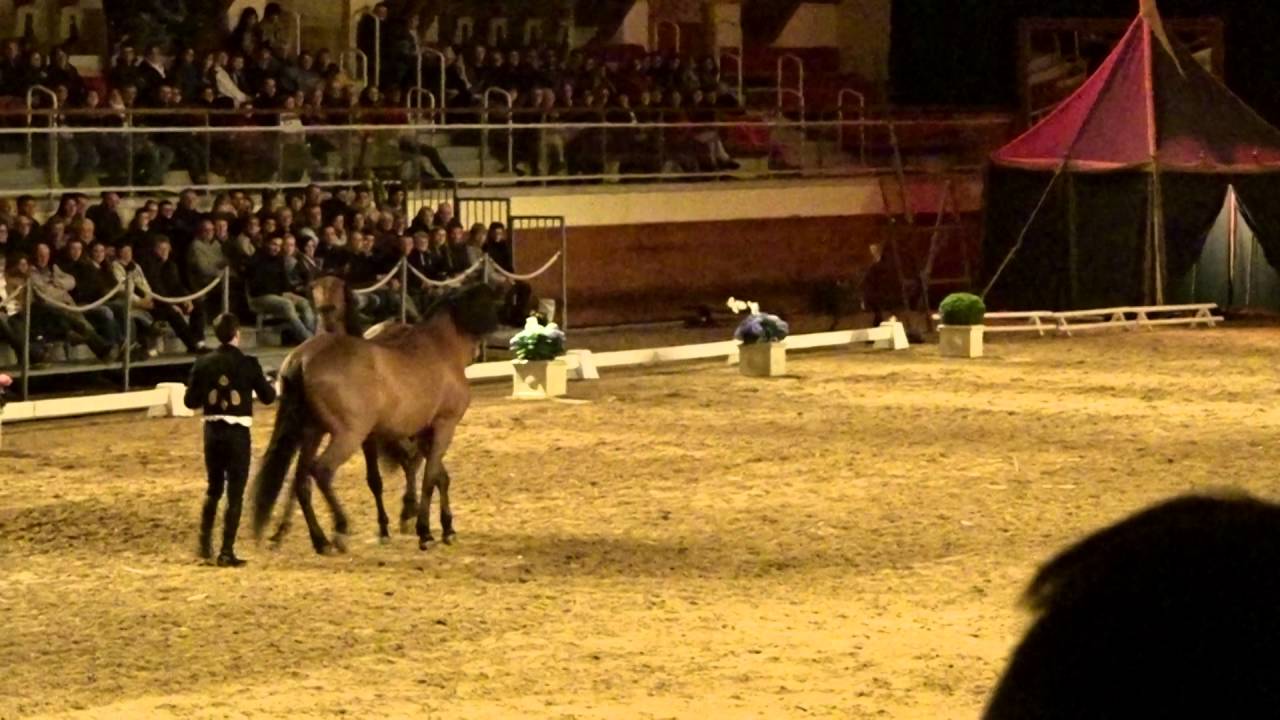 le cadre noire  spectacle le printemps des écuyers 2016
