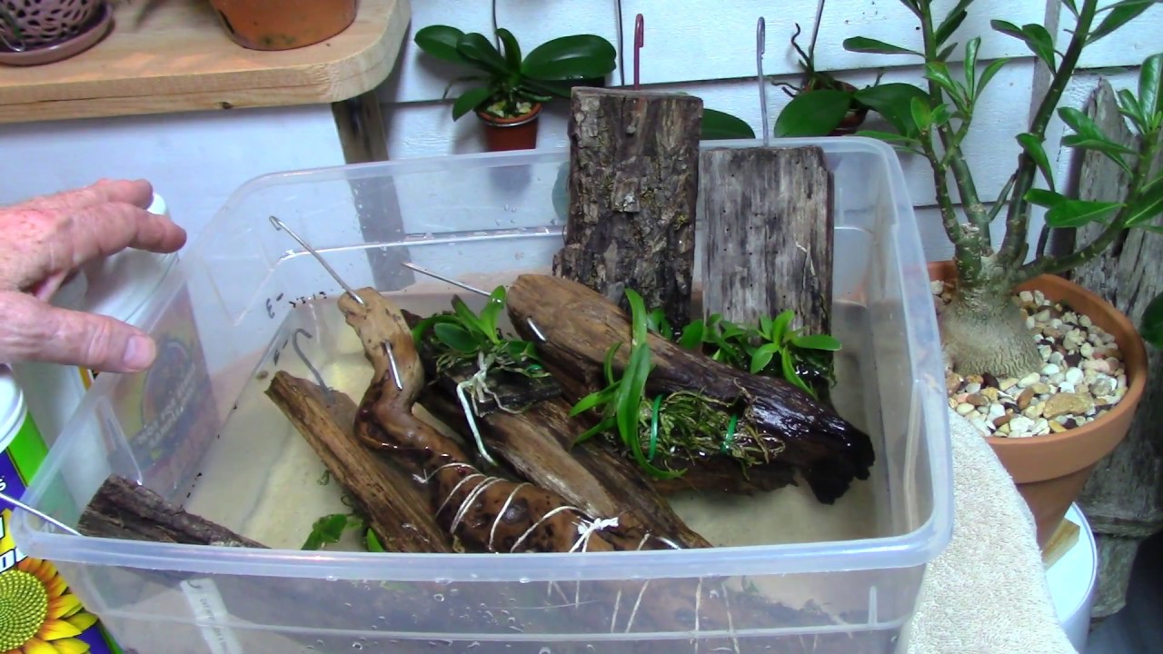 Orchids............watering, water quality chat
