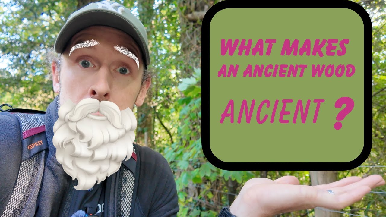 What makes an Ancient wood Ancient? 7k hike around Tunbridge wells, Kent, England.