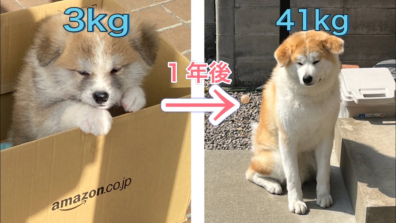 秋田犬ふくまるが1年で3kgから41kgになるまでの成長記録