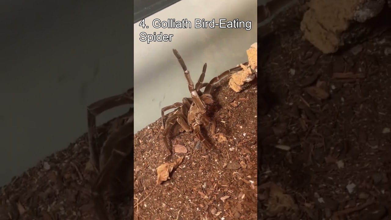 Top 5 Giant Arthropods