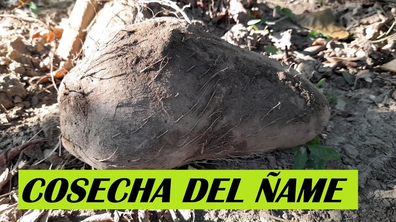 COMO SE COSECHA EL ÑAME