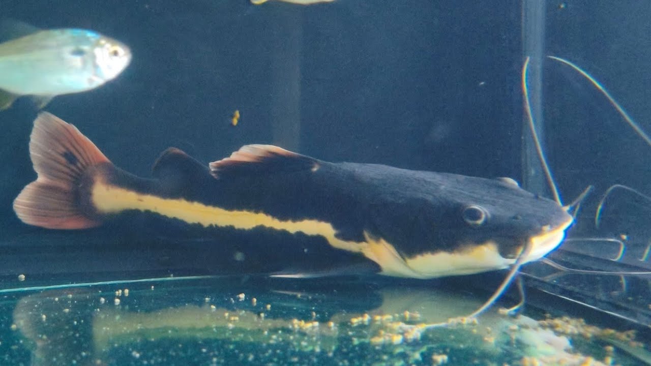 Tpa semanal, pirarara cada vez maior e novo morador Trairão Hoplias Lacerdae
