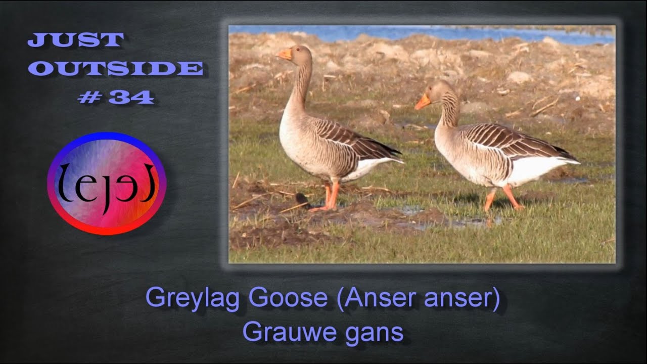 Greylag Goose (Anser anser) Grauwe gans - JUST OUTSIDE #34