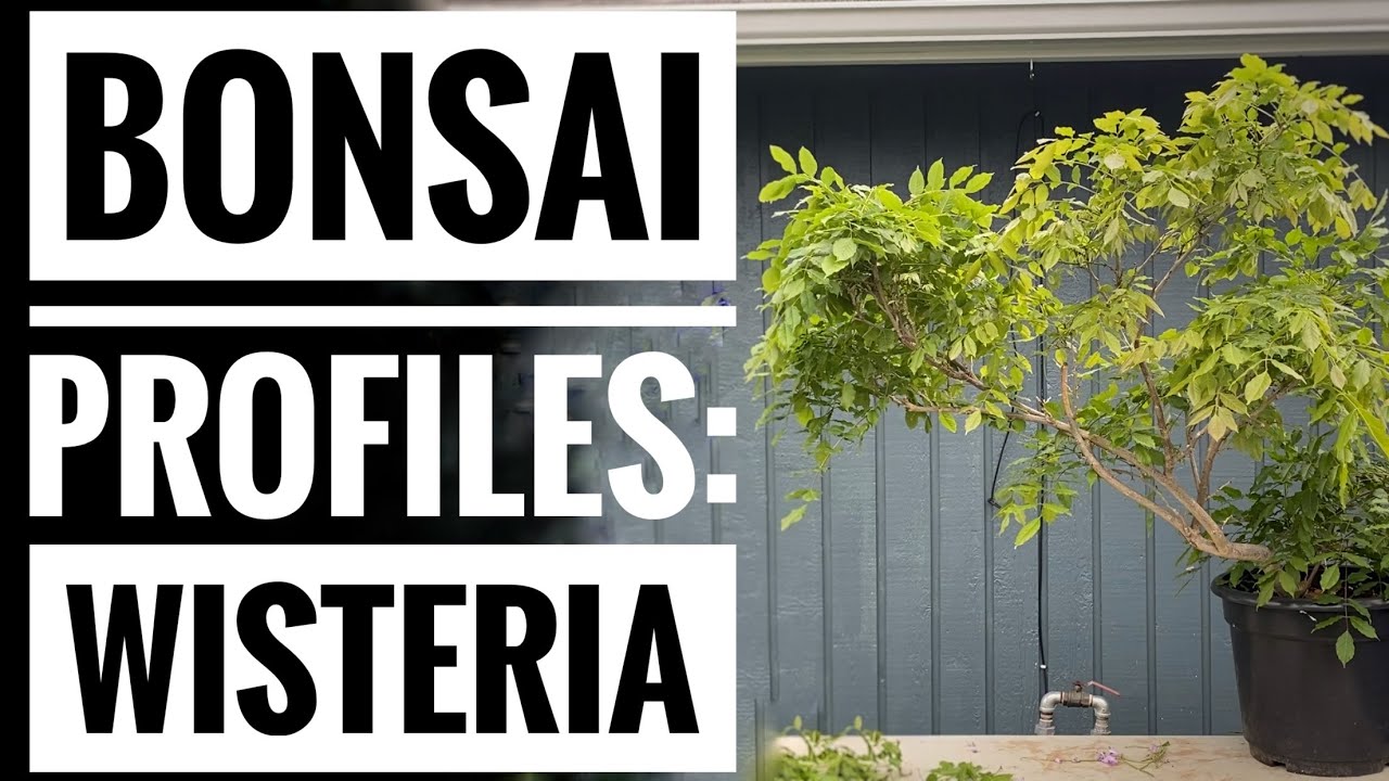 Bonsai Profiles:  Wisteria