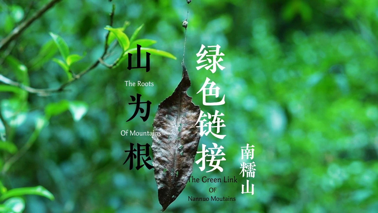 南糯山的普洱茶连接着过去与未来 Nan Nuoshan Pu'er Tea bridges the past and the future.