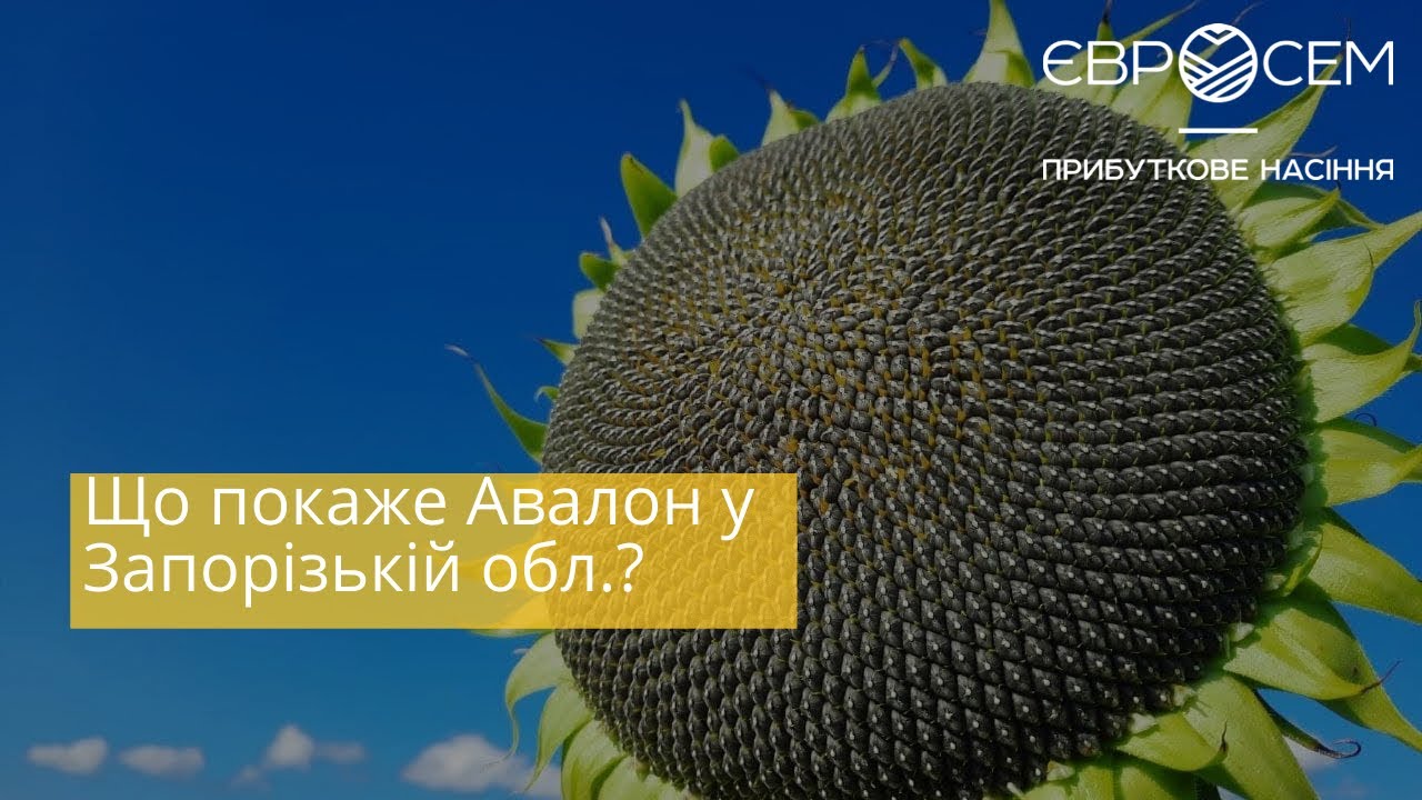 Що покаже Авалон у Запорізькій області | Урожайность кукурузы в 2021 Запорожская область Украина