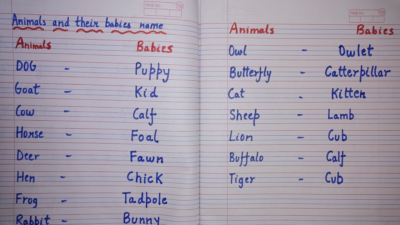 Animals and their Young ones/Animals and their babies