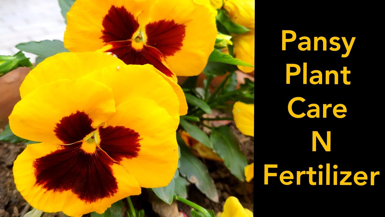 Care n fertilizer for Pansy flowering plant