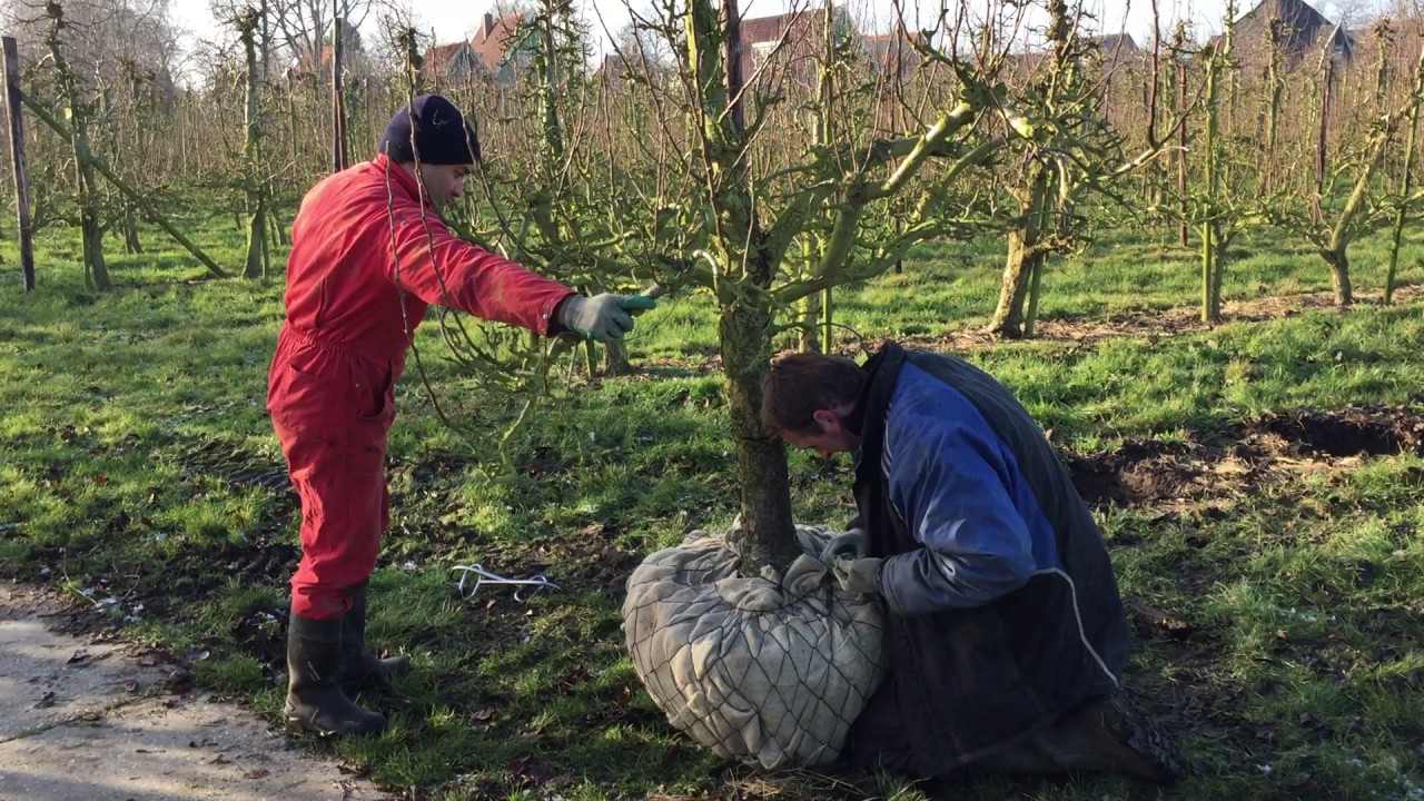 Oude perenbomen ras Conference rooien voor de verkoop door Schouten Bomen & Loonbedrijf