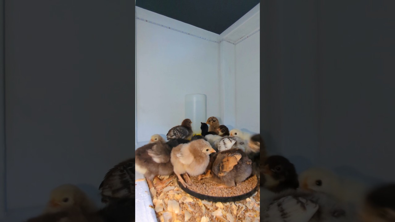 The Mother Hens Hatching Baby Chicks Journey!! #babychicks