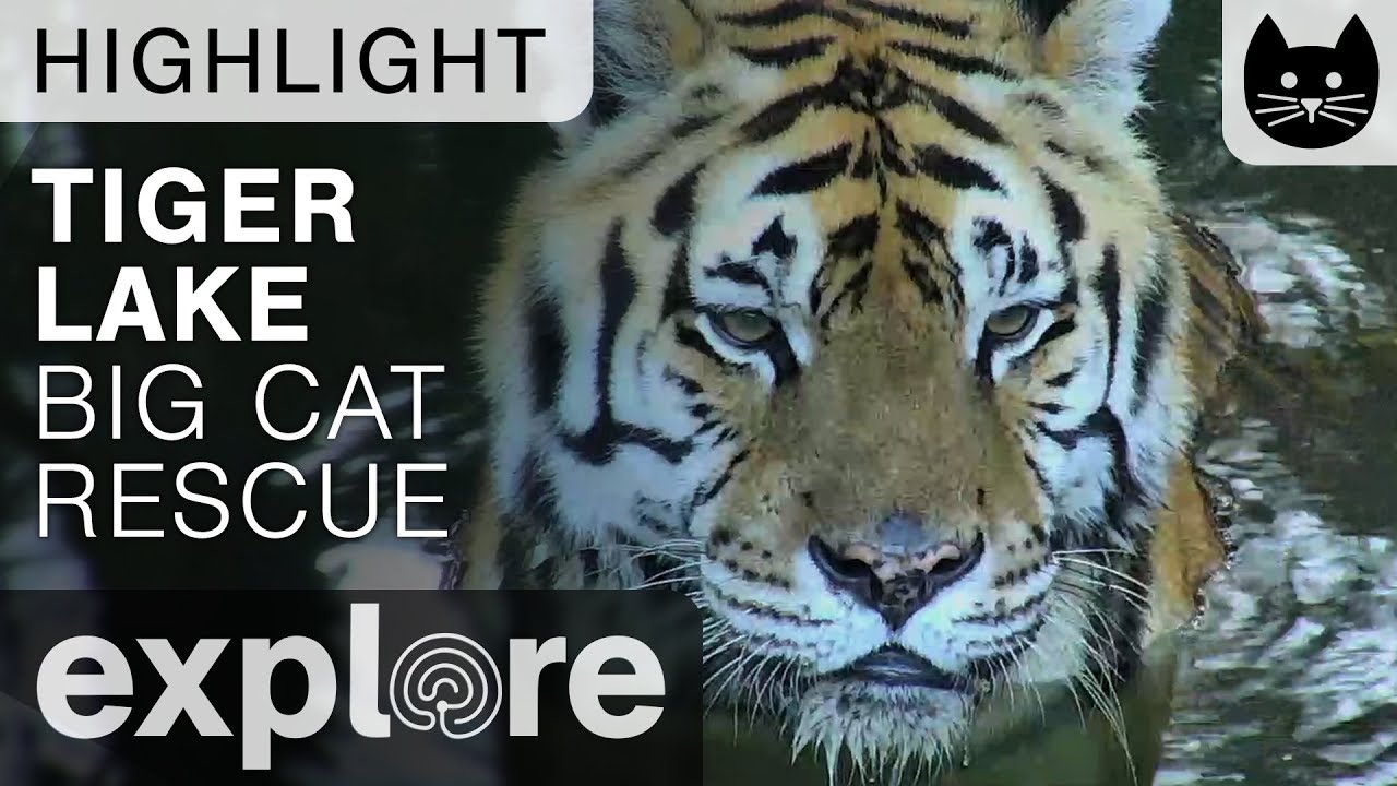 Andy the Tiger Plays Around - Big Cat Rescue Live Cam Highlight 10/20/17