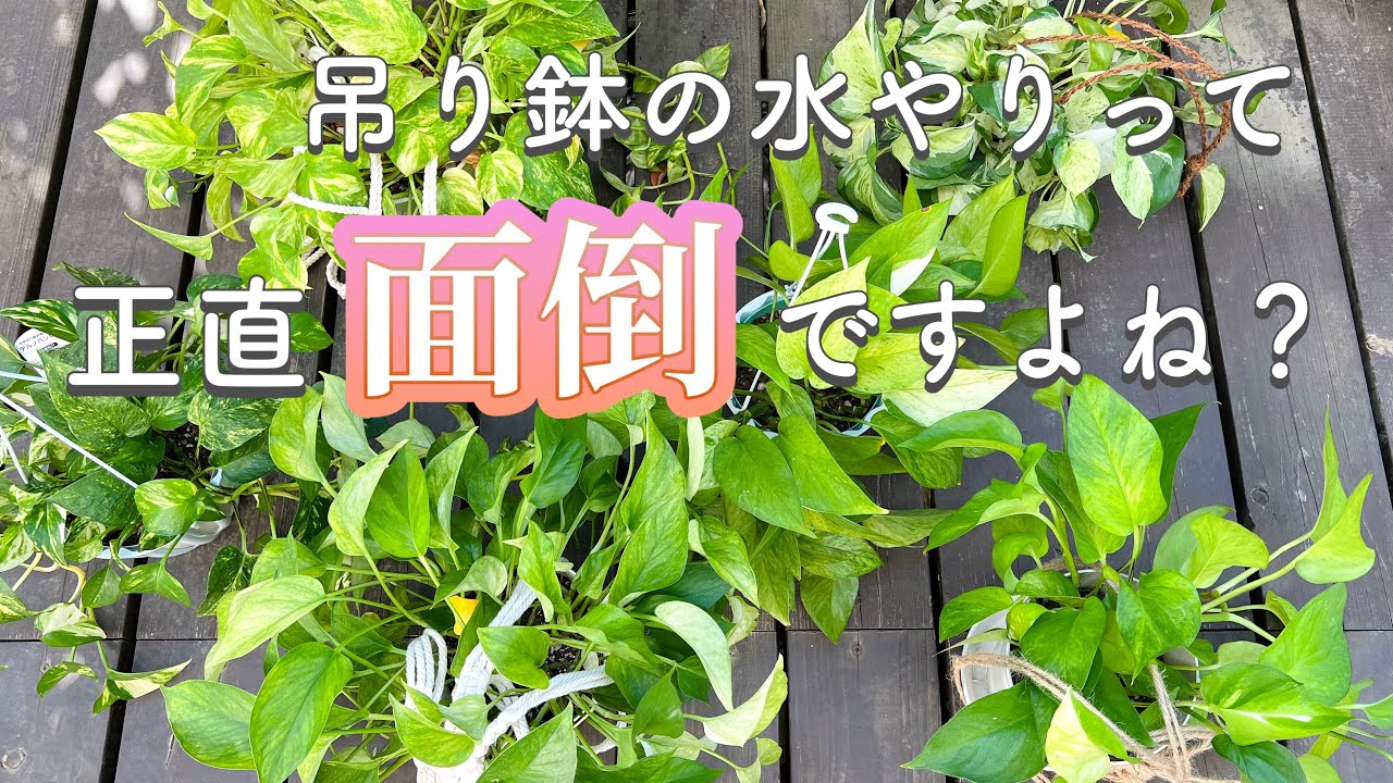 【ハンギングポット】手間のかかる水やり、これで少し気が楽になるかもしれません【ポトス】