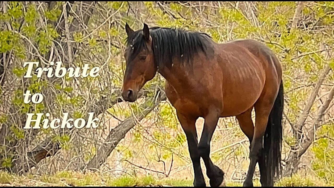 Tribute to Hickok the Wild Stallion of Pryor Mountain in Wyoming by Karen King