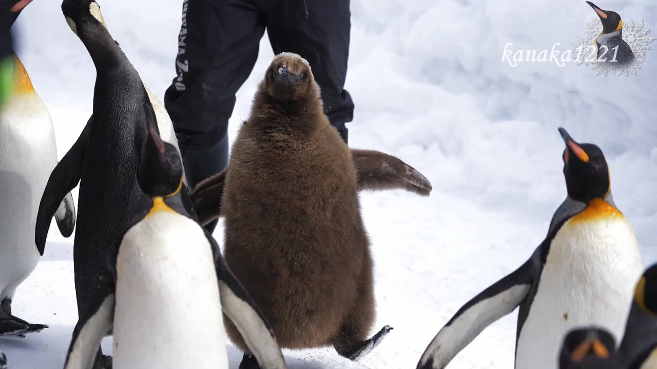 旭山動物園 キングペンギンヒナ55番 出発前から大興奮！