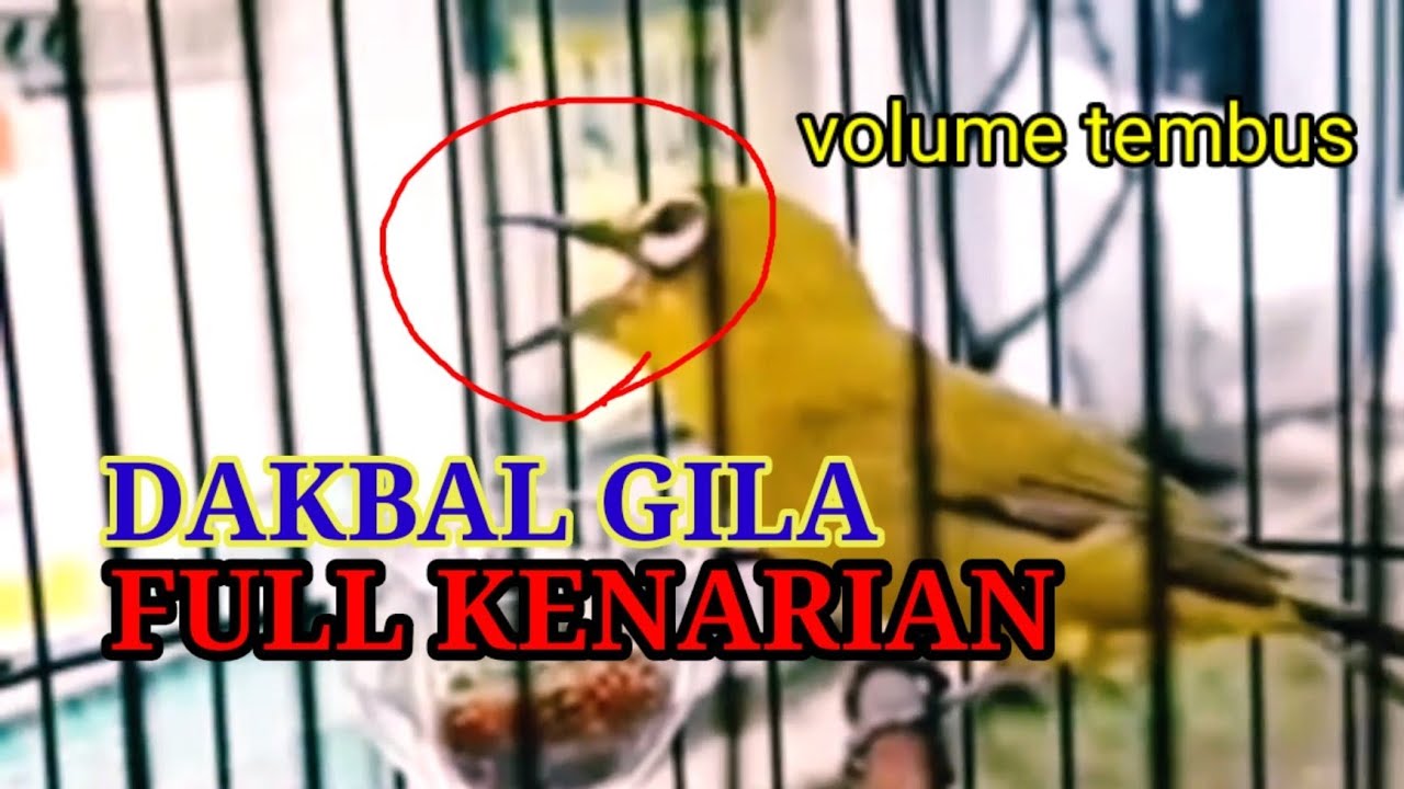 Dakbal Full Kenarian, Dakbal Rasa Kenari Volume Tembus