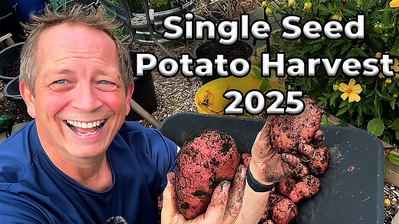 How Many Potatoes From ONE Seed? #SSPC2025