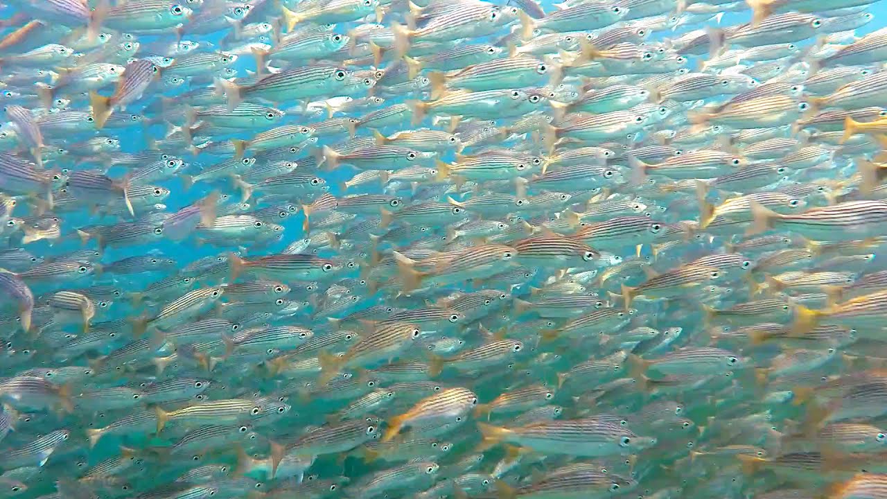 Amazing Snorkeling/Freediving at the Montage/Treasure Island Laguna Beach, CA