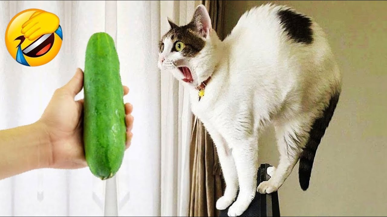 Try Not To Laugh 😂 Best Funny Cats and Dogs Videos 2026 😽🐶 Part 10