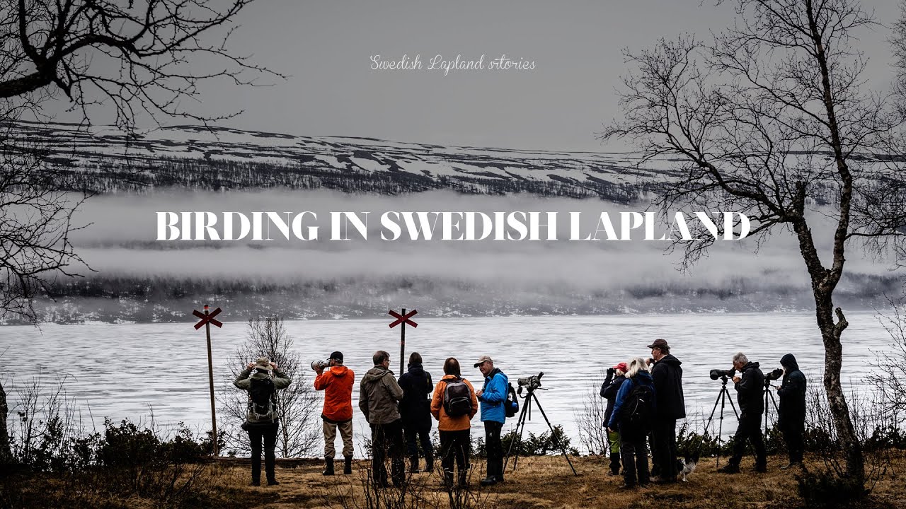 Why birding in Swedish Lapland