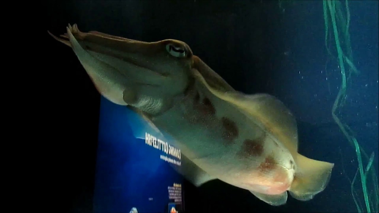 New England Aquarium Common Cuttlefish
