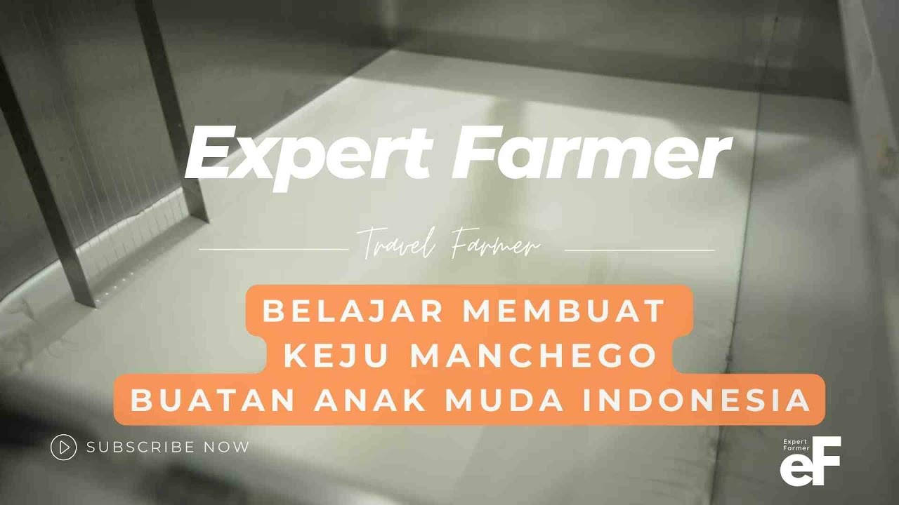 Membuat Keju Manchego Expert Farmer Indonesia -