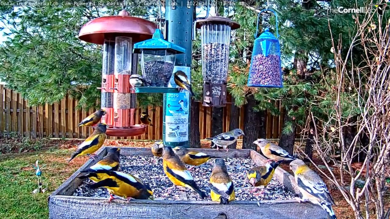 Ten Minutes Of Non-Stop Evening Grosbeaks | Ontario FeederWatch Cam &ndash;&nbsp;Nov. 2, 2022