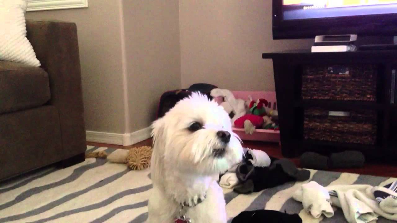 Maltese Howling