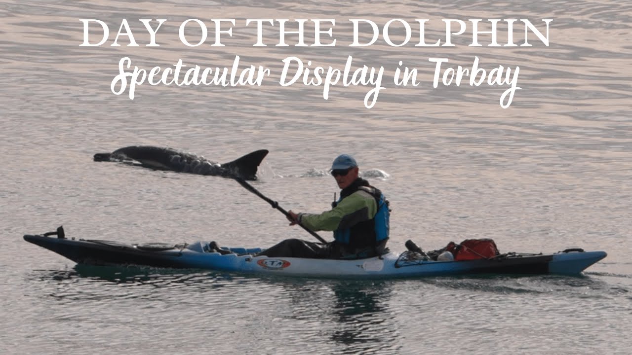 'Day of the Dolphin' | Spectacular Display in Torbay | 4K Film