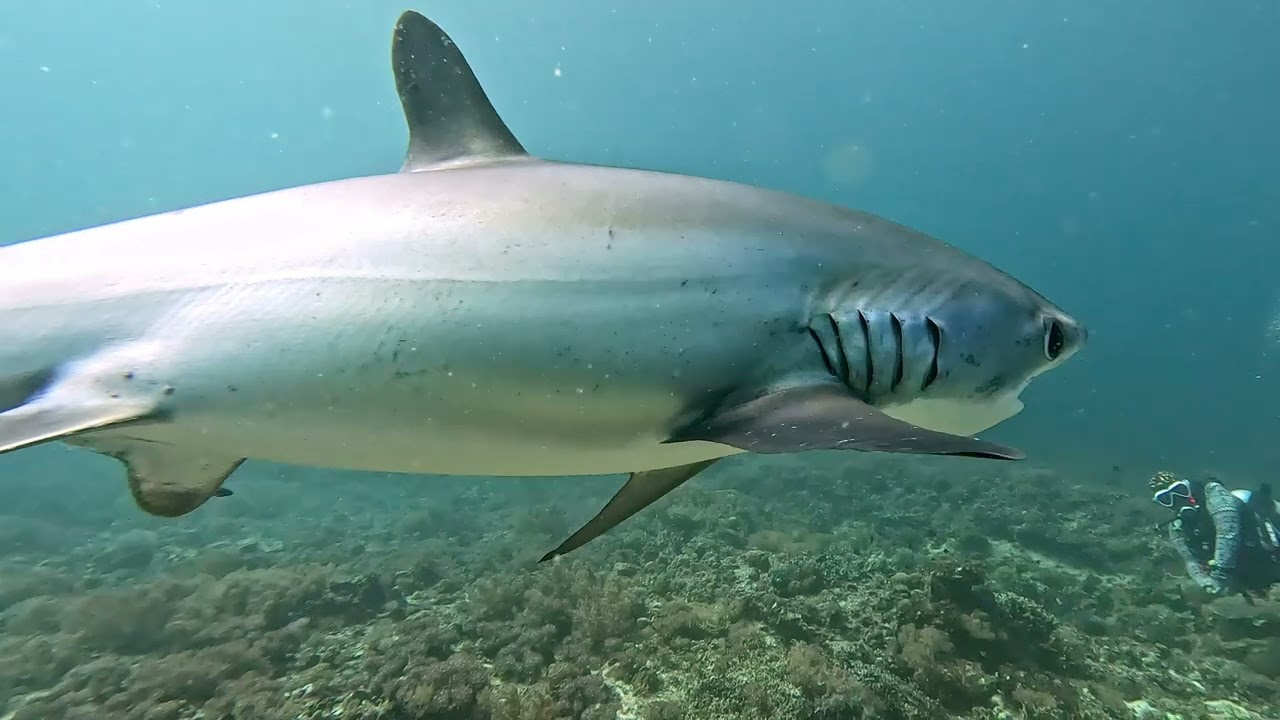 PHILIPPINES 2025: 2 Dives with friendly thresher sharks at Kimud Shoal, Malapascua.