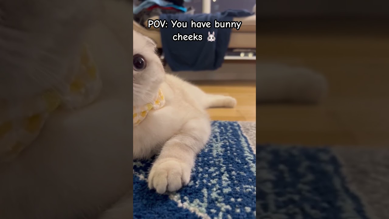 Cat Bunny Cheeks 🐰 