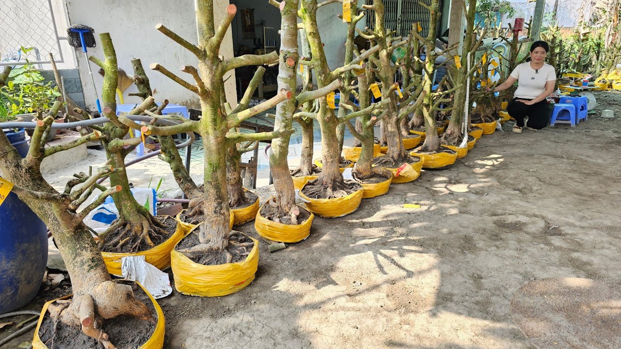 Phương Ngân 📲 0346084278 phôi mai vàng vườn hoành to giá rẻ 21/1 Chợ Gạo (@MaivàngQuêdừa)