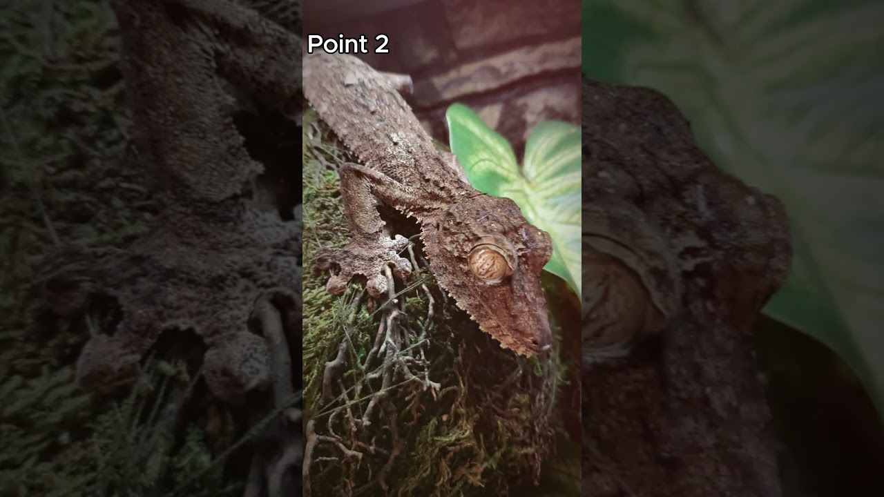 Lizard Camouflage: 4 Mind-Blowing Points! #AnimalTricks