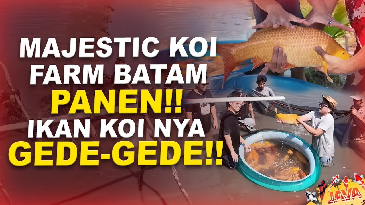 BIKIN MELONGGO! PANEN IKAN KOI DI MAJESTIC KOI FARM BATAM