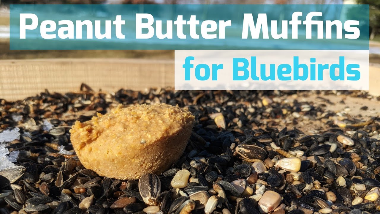 Feeding Bluebirds in the Winter | Peanut Butter Muffins