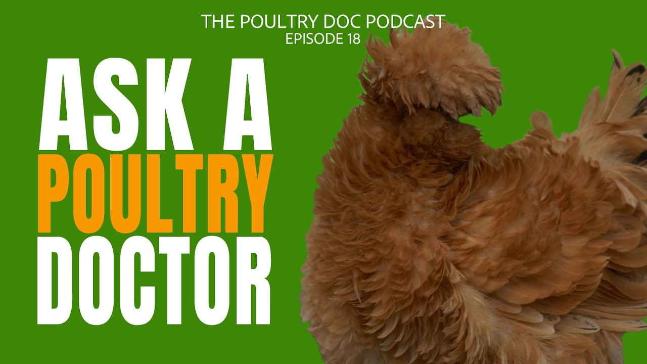 Ask the Poultry Vet Anything about your Backyard Chickens