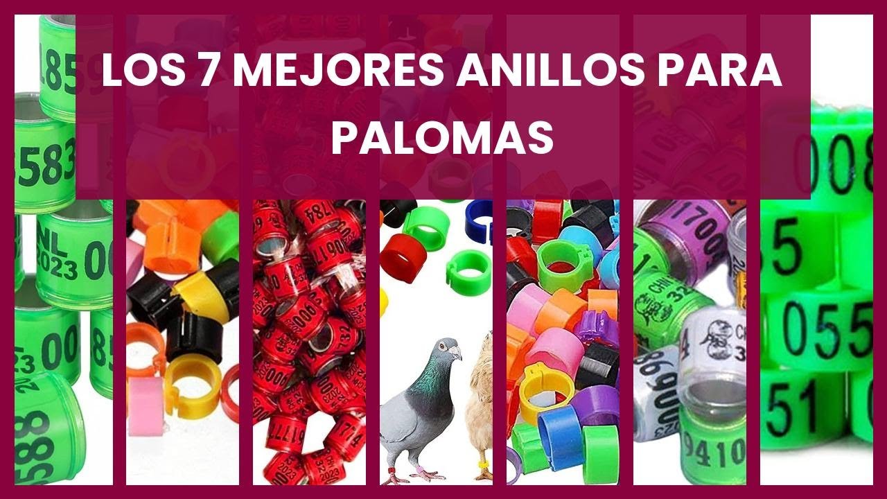 Anillos para palomas: Los 7 mejores anillos para palomas