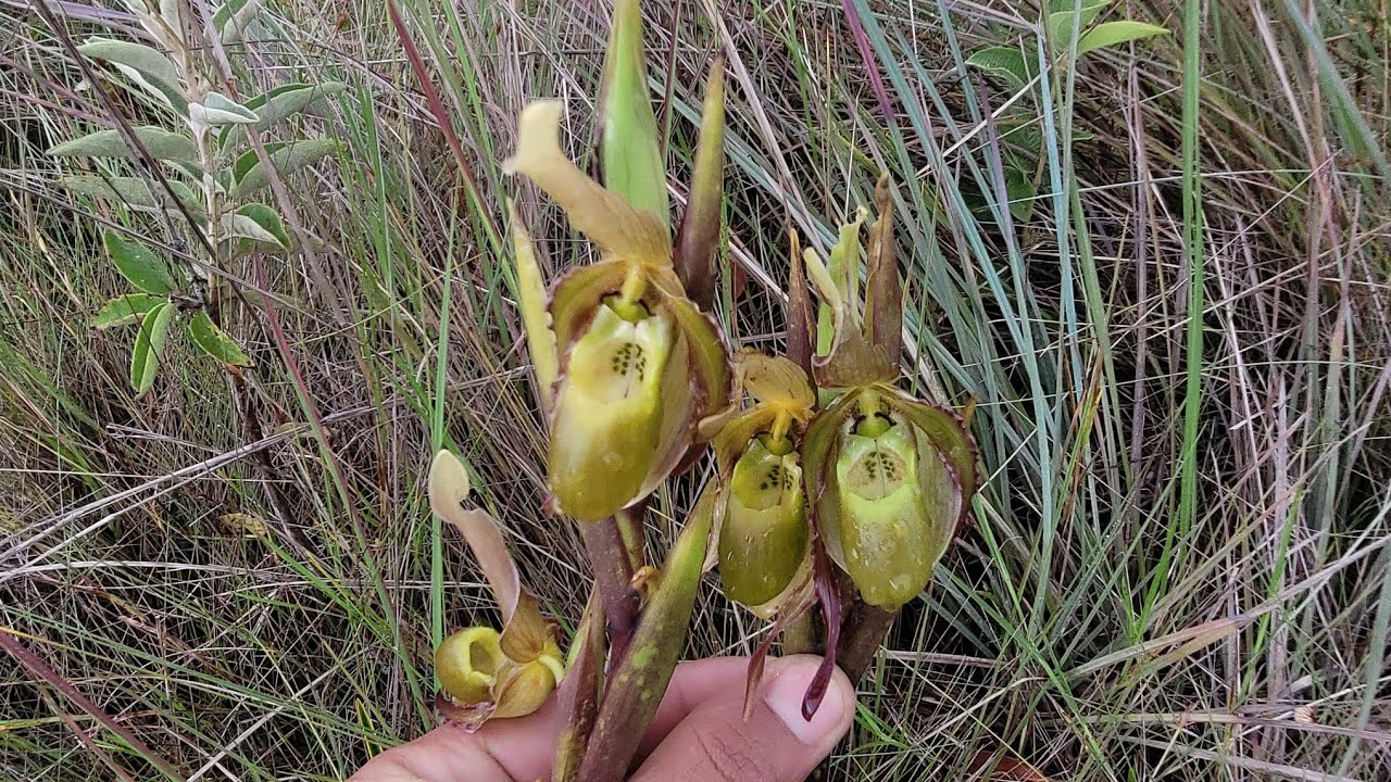 A orquídea mais rara do Brasil se esconde nos pântanos de goias!