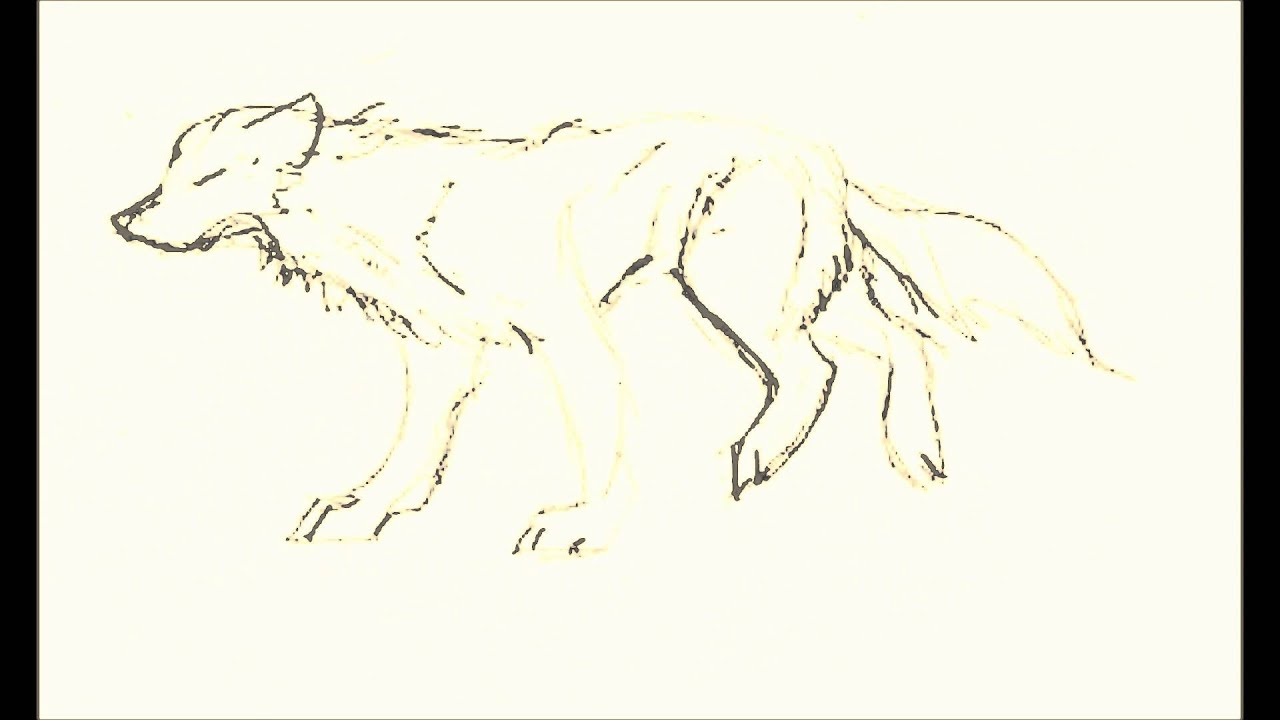 running wolf