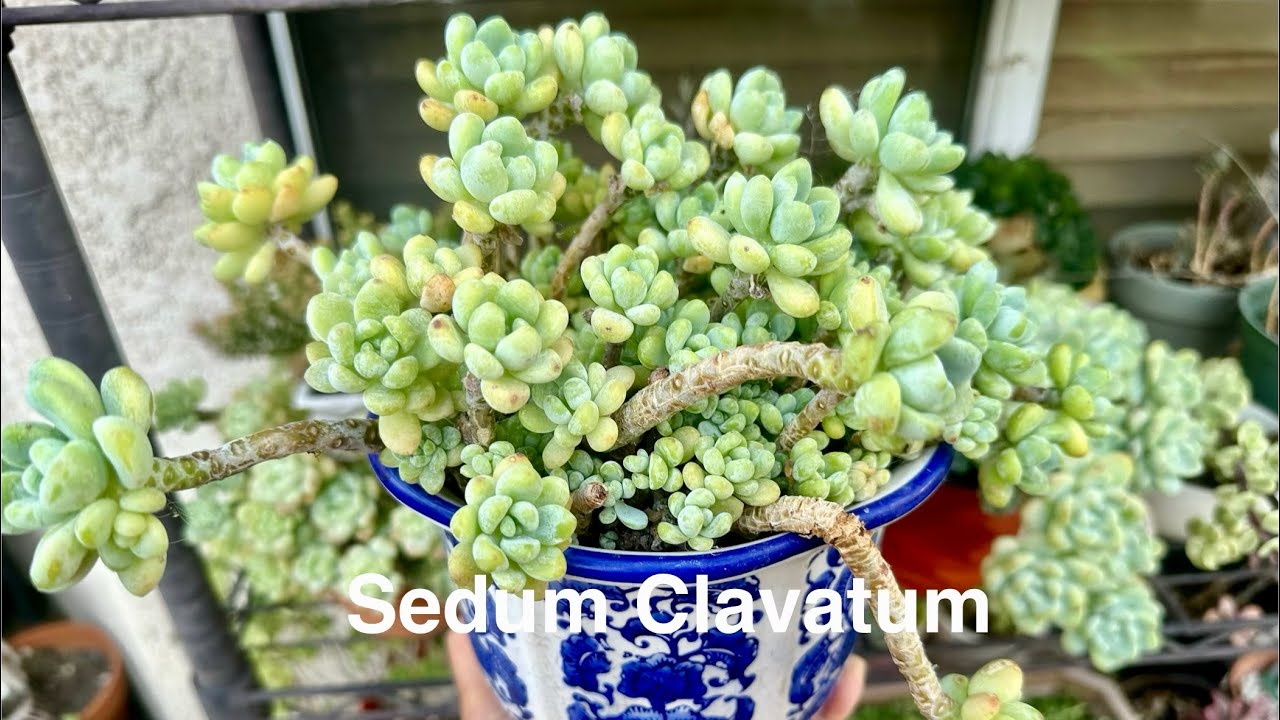 How to Propagate Sedum Clavatum