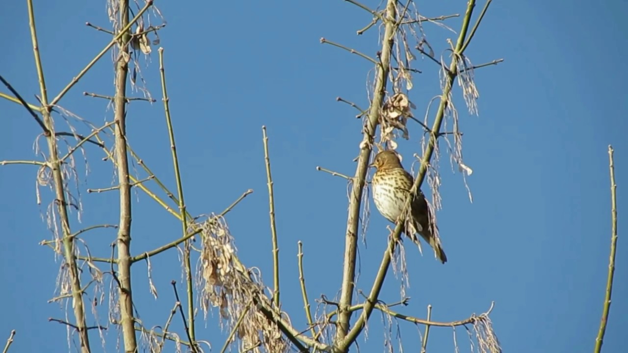 Chant de la Grive musicienne.