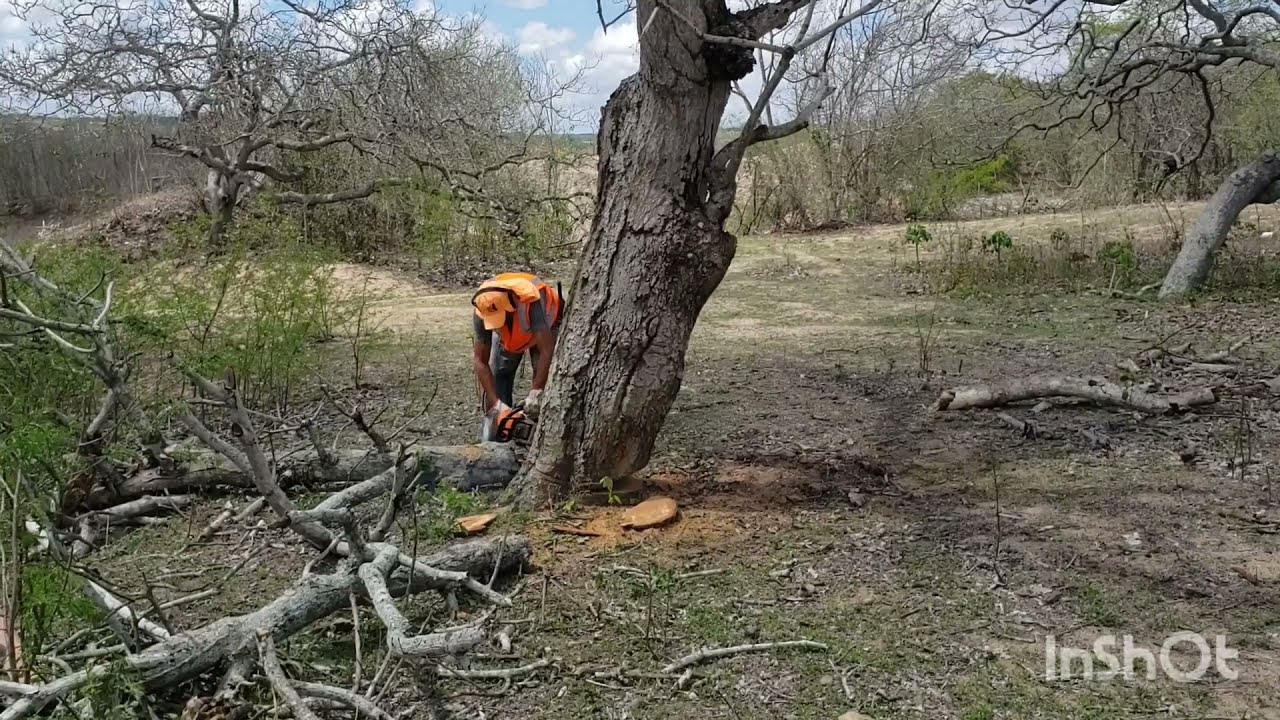 Motoserra Stihl Ms 170 na Derrubada de um pé de manga